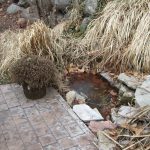 Photo of a backyard seep adjacent to a patio.