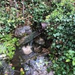 Photo of a piped spring surrounded by ivy.