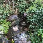 Photo of a piped spring surrounded by ivy.